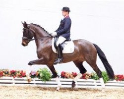 dressage horse Beyoncé (Oldenburg, 2010, from Blue Hors Bentley)