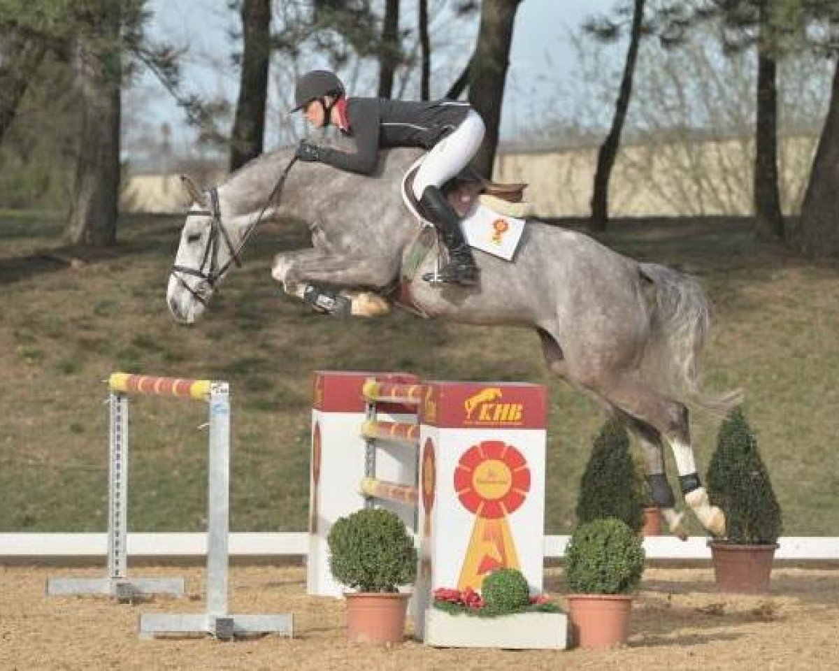 jumper Malte 53 (German Sport Horse, 2009, from Monte Bellini)
