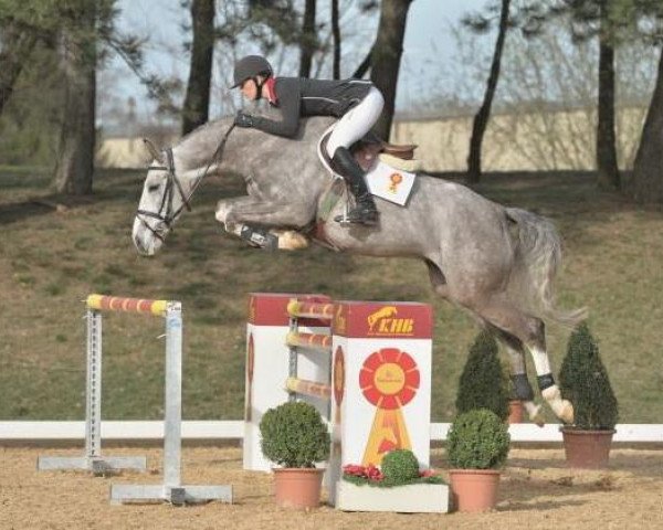 jumper Malte 53 (German Sport Horse, 2009, from Monte Bellini)