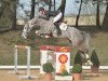 jumper Malte 53 (German Sport Horse, 2009, from Monte Bellini)