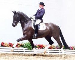 dressage horse Saxony Queen (Oldenburg, 2009, from San Amour I)