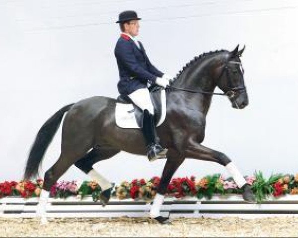 dressage horse Sirano de Luxe (Oldenburg, 2011, from Sir Donnerhall I)