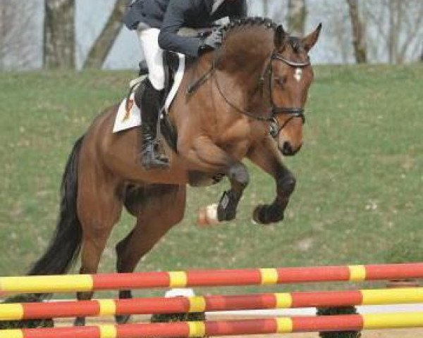 jumper Longines (German Sport Horse, 2009, from Lagazoui)