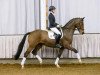 dressage horse Baumann's Doncello (Westphalian, 2010, from Der Designer)