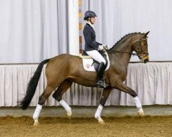 dressage horse Baumann's Doncello (Westphalian, 2010, from Der Designer)