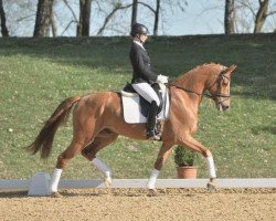 dressage horse Lesotho Promise (Bavarian, 2009, from Locksley III)