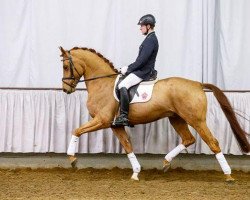 dressage horse Francesco (Westphalian, 2010, from Fidertanz)