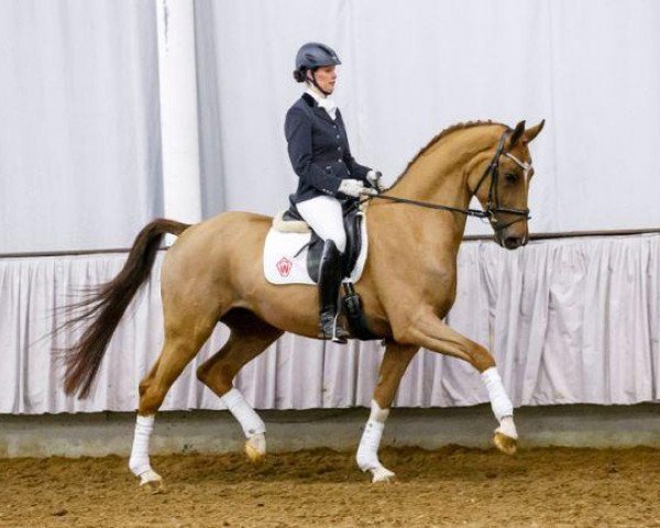 dressage horse Beck's Gold (Westphalian, 2009, from Beltoni)