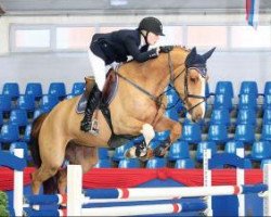 jumper Bacardi W (Oldenburg show jumper, 2008, from Baloubet du Rouet)