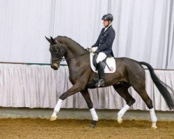 dressage horse Ferrero Salentino (Westphalian, 2009, from Florencio I)