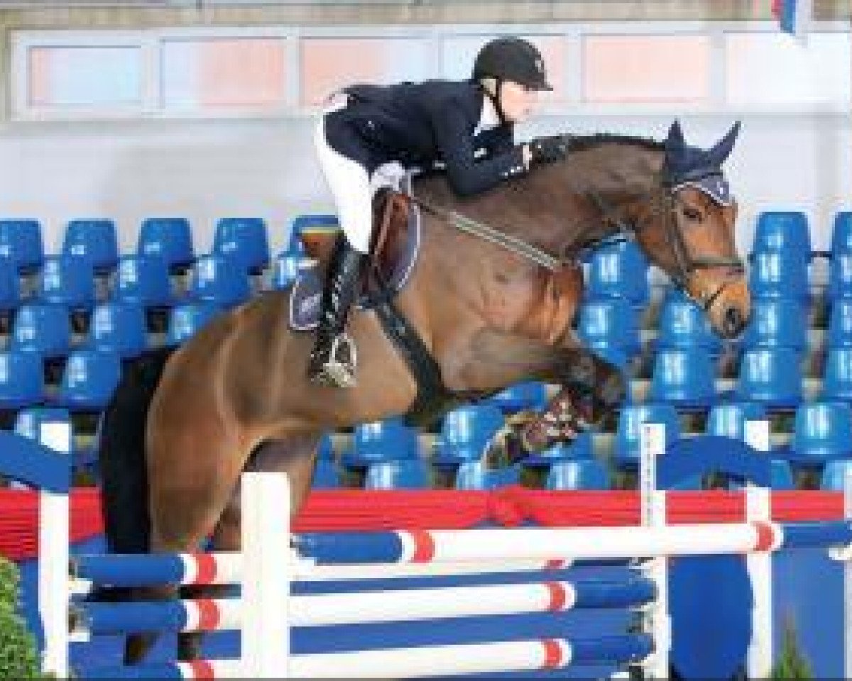 broodmare Bamboucha (Oldenburg show jumper, 2006, from Balou du Rouet)