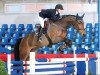 broodmare Bamboucha (Oldenburg show jumper, 2006, from Balou du Rouet)