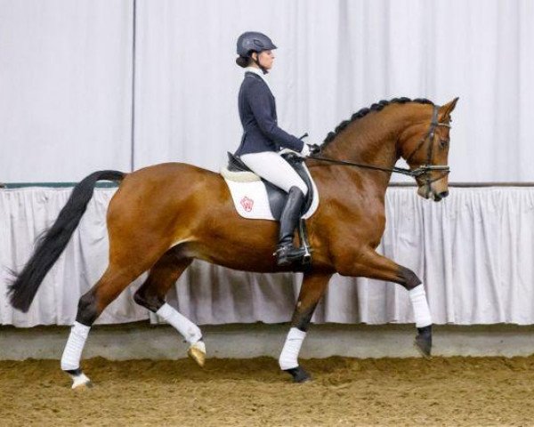 dressage horse Belagio (Westphalian, 2009, from Basic)