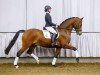 dressage horse Belagio (Westphalian, 2009, from Basic)