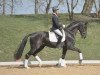 dressage horse Falcao K (Württemberger, 2010, from First Dance)