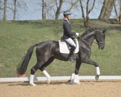 dressage horse Falcao K (Württemberger, 2010, from First Dance)