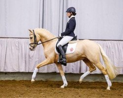 dressage horse Colour Me (German Riding Pony, 2011, from Top Carlos Cassini)