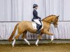 dressage horse Girls Dream B (German Riding Pony, 2010, from HET Golden Dream)