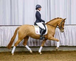 Dressurpferd Girls Dream B (Deutsches Reitpony, 2010, von HET Golden Dream)