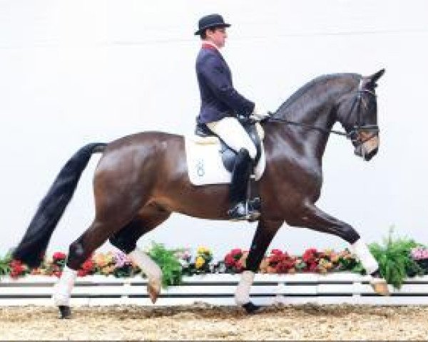 dressage horse Fidersohn (Oldenburg, 2010, from Fidertanz RH)