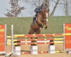 jumper Coral (German Sport Horse, 2009, from Coeur de Caramel)