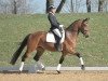 dressage horse Coccola (Württemberger, 2009, from Contender)