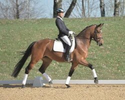 dressage horse Coccola (Württemberger, 2009, from Contender)