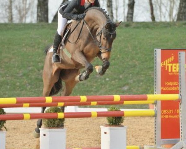 broodmare Chapita 5 (German Sport Horse, 2010, from Chap 47)