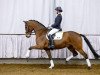 dressage horse Diamond Dash 3 (Westphalian, 2009, from Don Diamond)