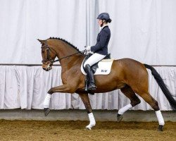 dressage horse Diamond Dash 3 (Westphalian, 2009, from Don Diamond)