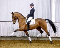 dressage horse Amadeus von Nymphenburg (Westphalian, 2010, from Ampère)