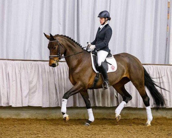 dressage horse Fifty-Fifty 21 (Westphalian, 2009, from Fifty Cent)