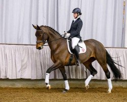 dressage horse Fifty-Fifty 21 (Westphalian, 2009, from Fifty Cent)