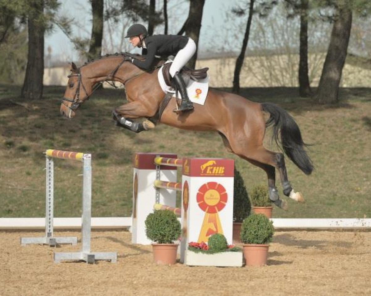 jumper FBW Claydon (Württemberger, 2006, from Candillo Z)