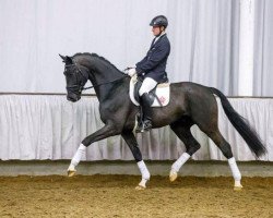 stallion Dujardin (Westphalian, 2010, from Dream On)