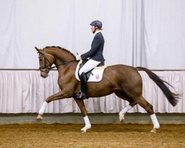 dressage horse Backstage (Rhinelander, 2010, from Belissimo NRW)