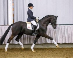 dressage horse Silencio (Westphalian, 2011, from Silbermond)