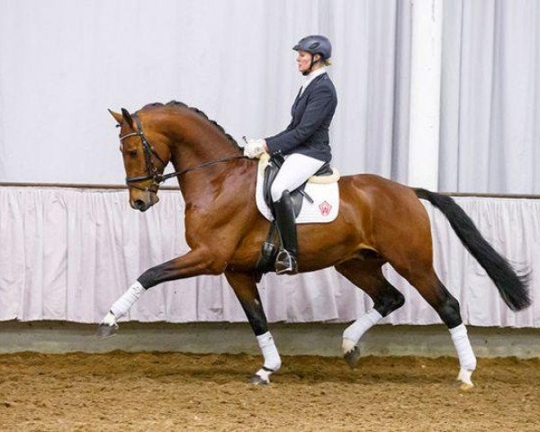 dressage horse Attraktiv (Westphalian, 2010, from Ampère)