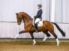 dressage horse Attraktiv 6 (Westphalian, 2010, from Ampère)