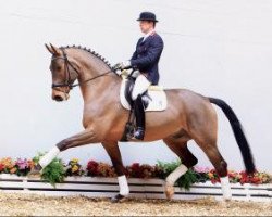 dressage horse Fantastique 16 (Oldenburg, 2007, from Fidertanz)