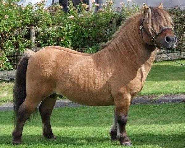 stallion Keensacre Paddington (Shetland pony (under 87 cm), 1997, from Kerswell Muscat)
