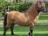 Deckhengst Keensacre Paddington (Shetland Pony (unter 87 cm), 1997, von Kerswell Muscat)