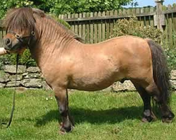Deckhengst Kerswell Muscat (Shetland Pony (unter 87 cm), 1991, von New Park Chieftain)