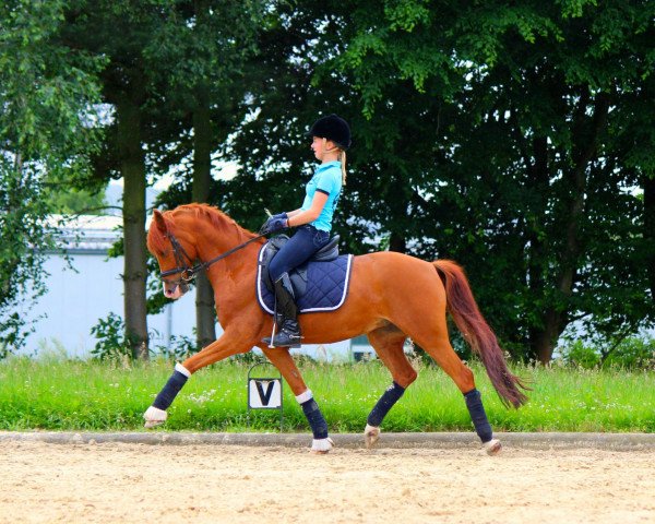 dressage horse Top Gismo (German Riding Pony, 2006, from Top Grissue)