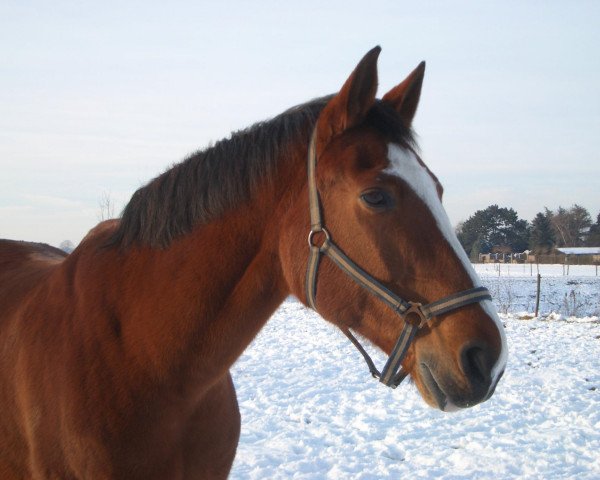 horse Rasputin (Westphalian, 1989, from Ribot)