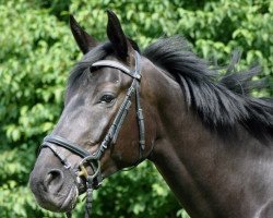 Pferd Raspoutin (Österreichisches Warmblut, 2004, von Rubicell)