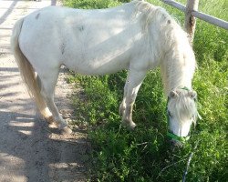 horse Schneewittchen (Shetland Pony, 1996)