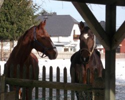 broodmare Santana (Oldenburg, 2001, from Santander H)