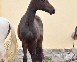 horse Alamdor (Akhal-Teke, 2012, from Duigur)