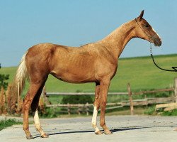 horse Fargiza (Akhal-Teke, 2011, from Gagur)